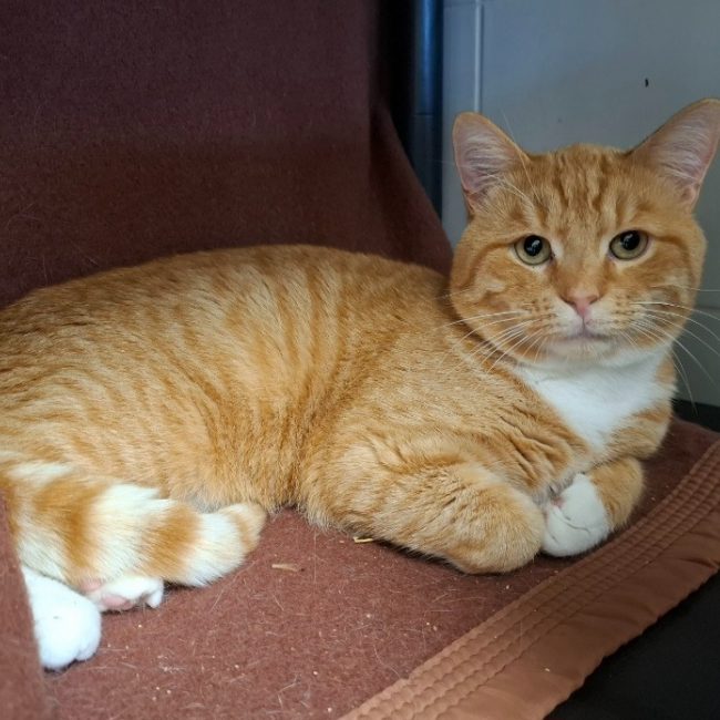 Glouton - Chat Européen à adopter