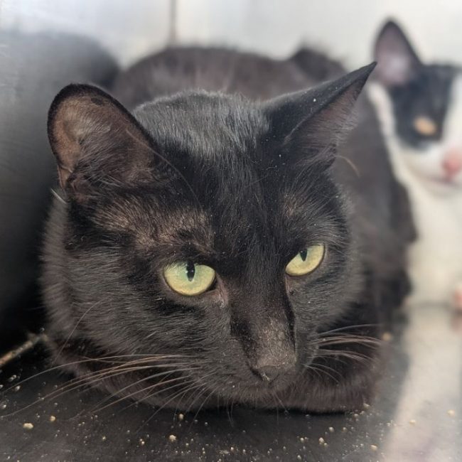 Sybele - Chat Européen à adopter