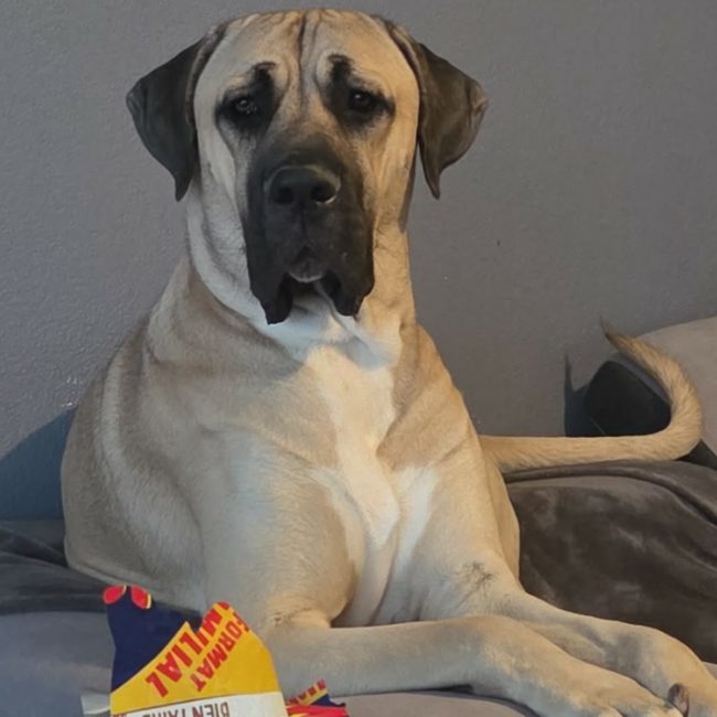Oslo - Chien à adopter