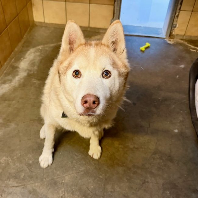 Monoke - Chien Husky Sibérien à adopter