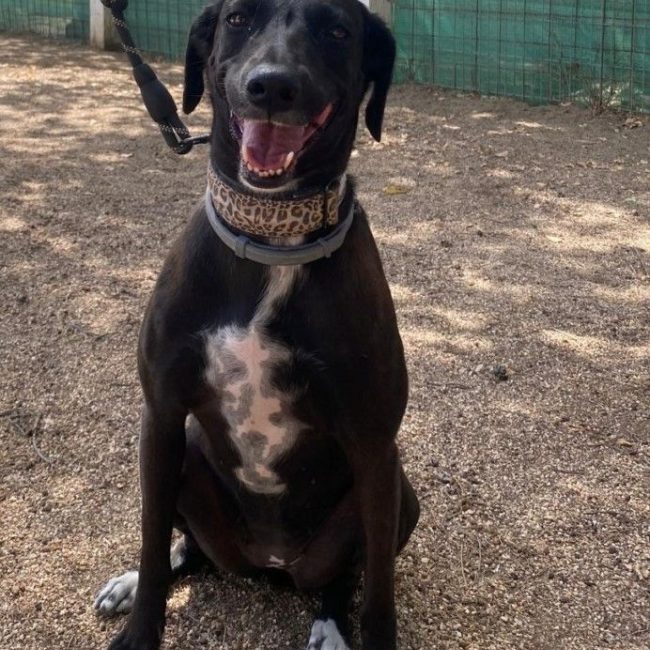 YENI - Chien à adopter
