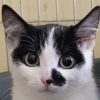 Kaki