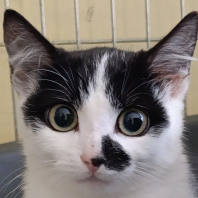 Kaki - Chat Européen à adopter
