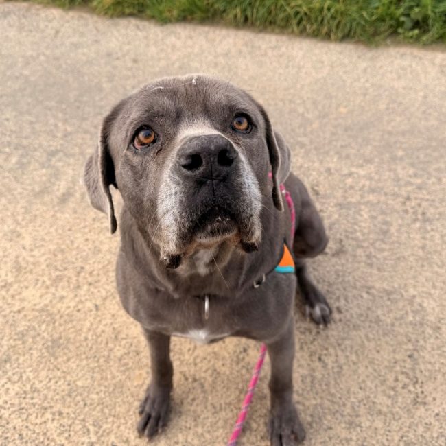 Pixel - Chien Cane Corso à adopter