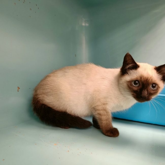 Brodway - Chat Siamois à adopter