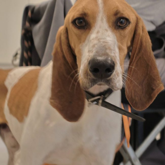 Midi - Chien Basset Bleu de Gascogne à adopter
