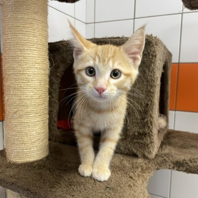 Zouzou - Chat Européen à adopter