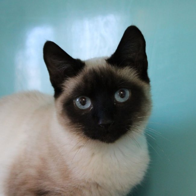 Grumeau - Chat Européen à adopter
