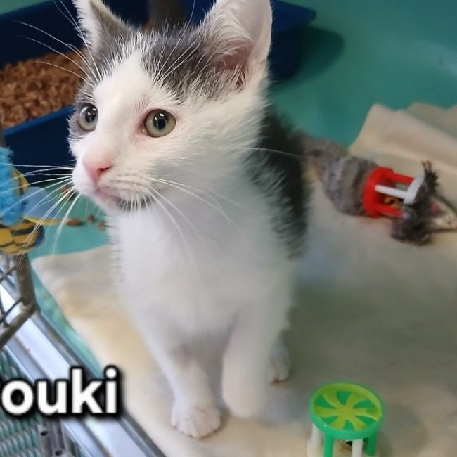 Pouki
