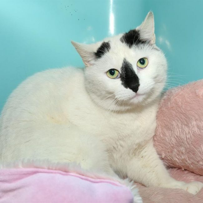 Nala - Chat Européen à adopter