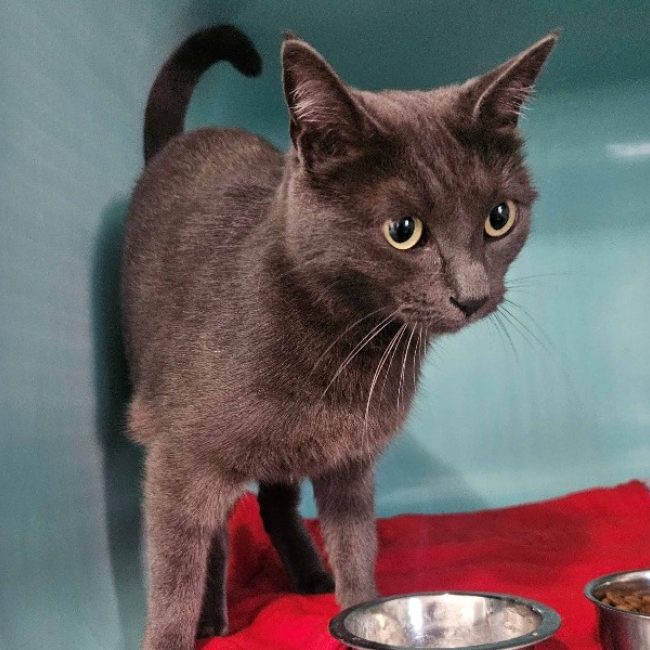Queenie - Chat Européen à adopter