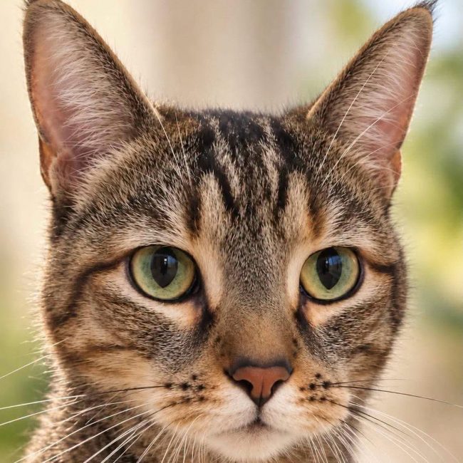 Sweety - Chat Européen à adopter