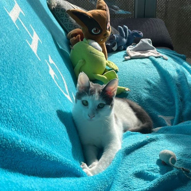 Oudinette - Chat Européen à adopter