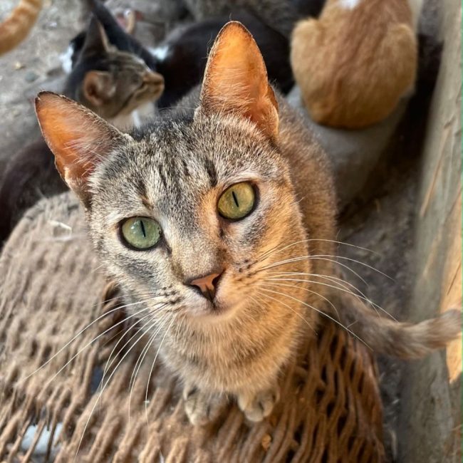 Rose - Chat à adopter