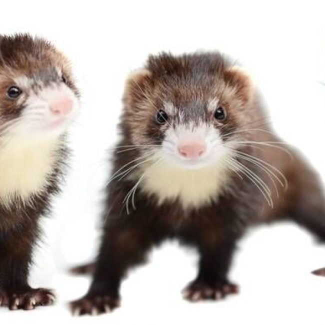 PIXIE - Rongeur Furet à adopter