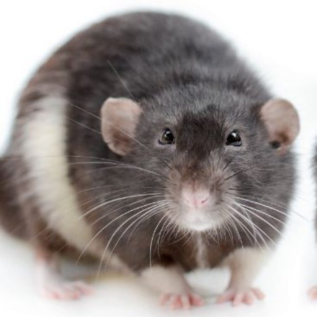 Lazard - Rongeur Rat à adopter