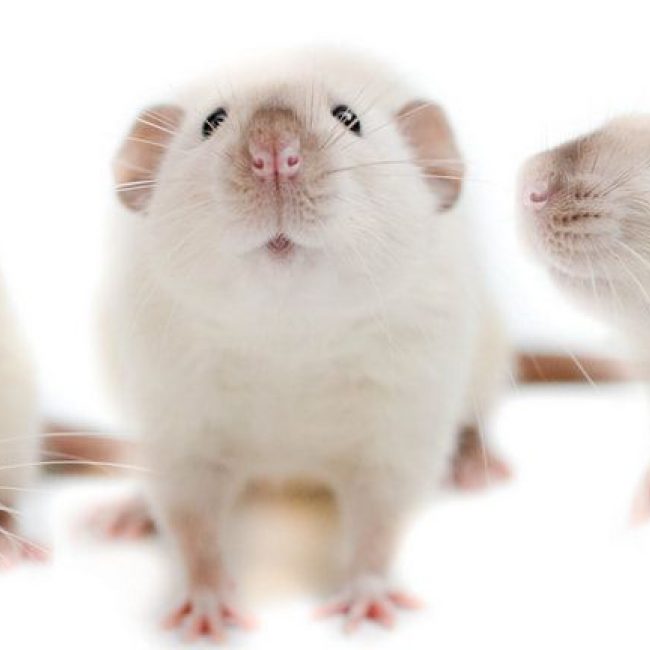 Mahé - Rongeur Rat à adopter