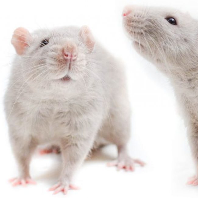 Bodhi - Rongeur Rat à adopter