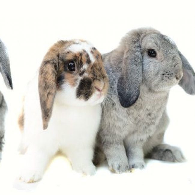 Doug et Bonnie - Rongeur Lapin à adopter