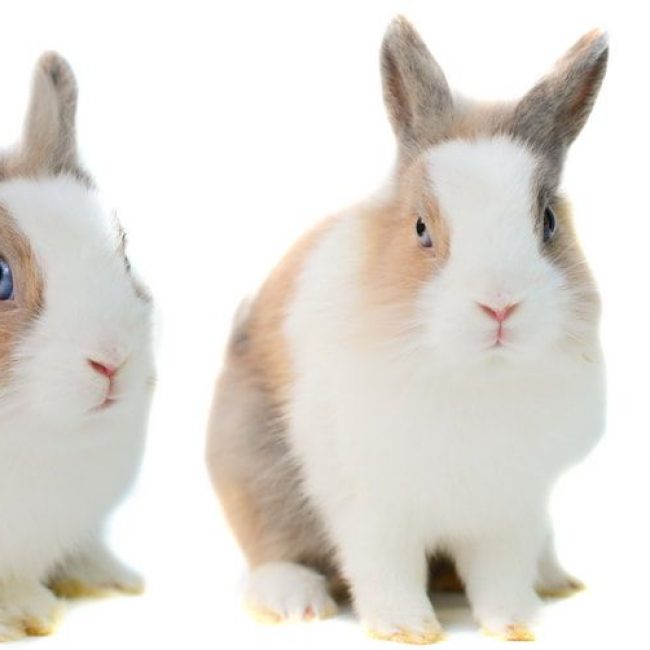 Caïd - Rongeur Lapin à adopter