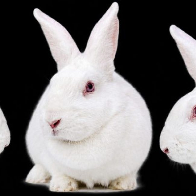 Orla - Rongeur Lapin à adopter