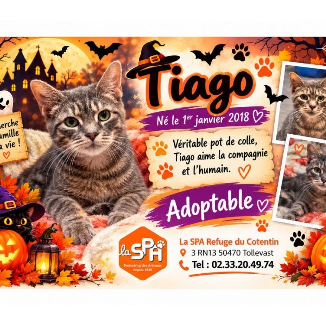Tiago - Chat Européen à adopter
