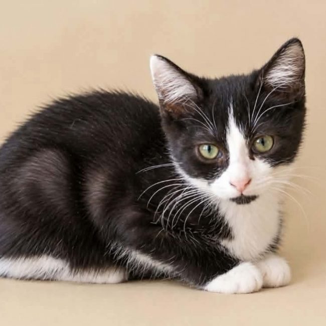 Ricotta - Chat Européen à adopter