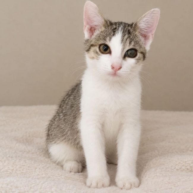 Calisson - Chat Européen à adopter