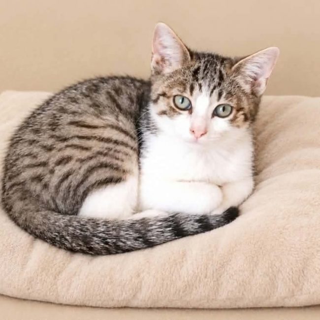 Sucrette - Chat Européen à adopter