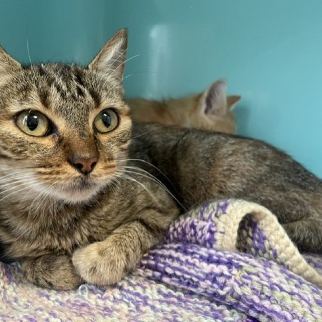 Baghera - Chat Européen à adopter