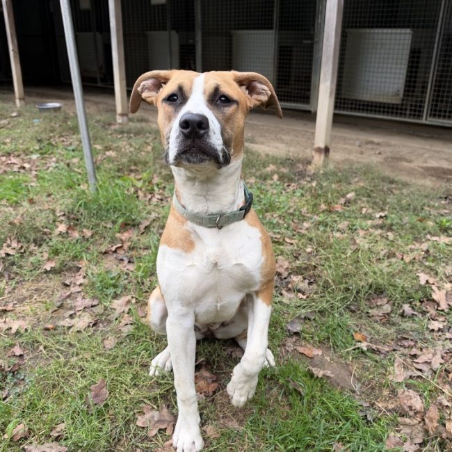 Tortilla - Chien à adopter