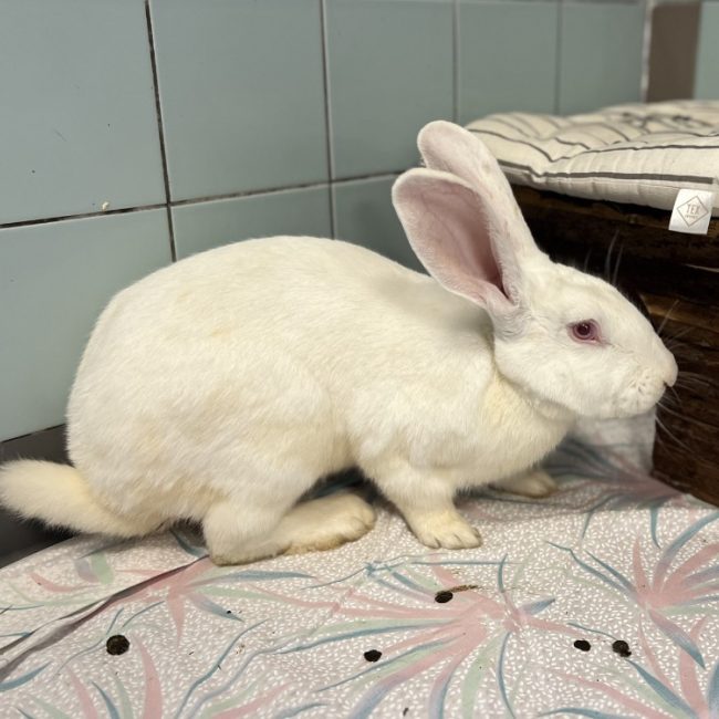 Wortel - Rongeur Lapin à adopter