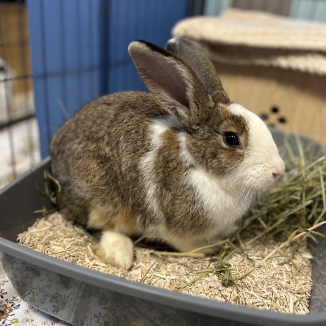 Gularot - Rongeur Lapin à adopter