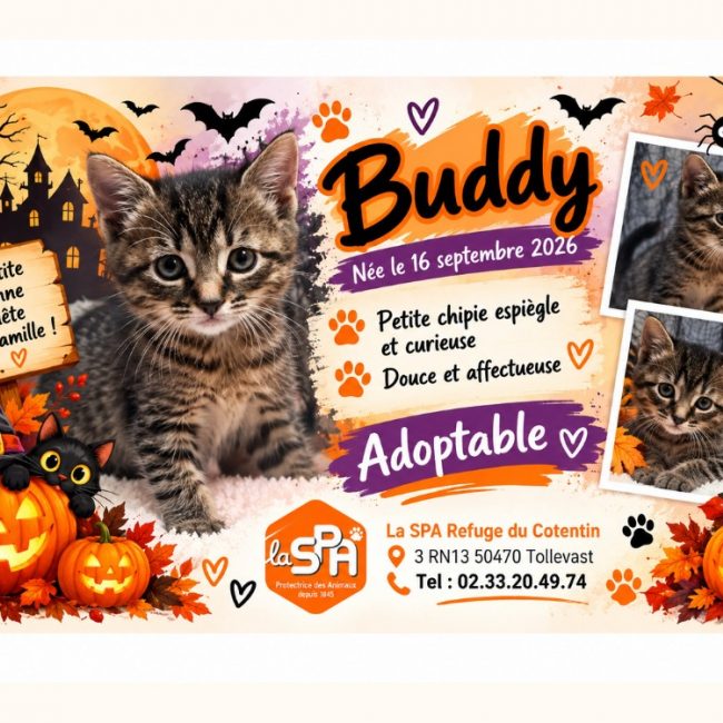 Brandy /buddy