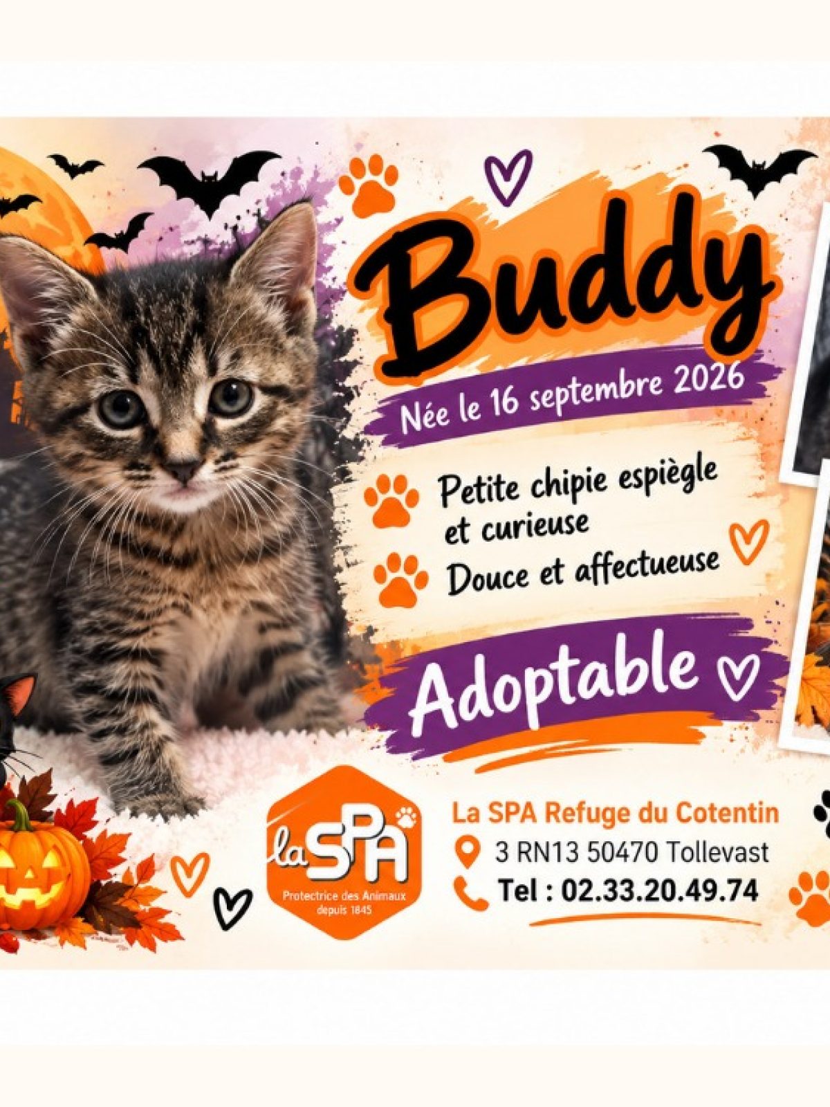 Brandy /buddy - Européen à adopter à Tollevast (50)