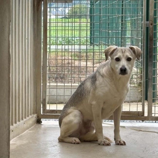 Nestor - Chien à adopter