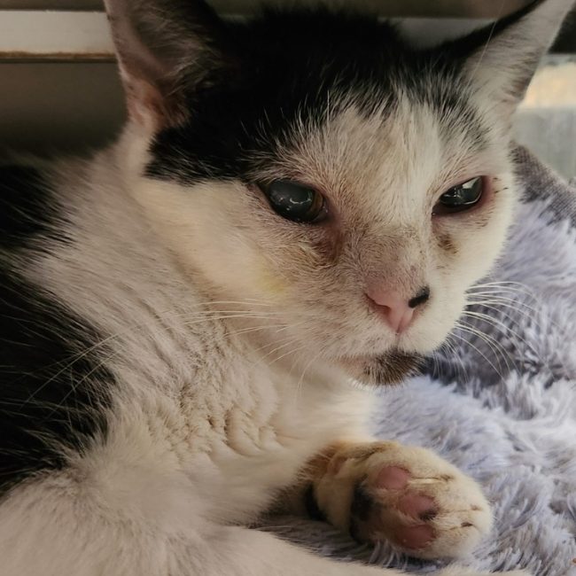 Zirconium - Chat Européen à adopter