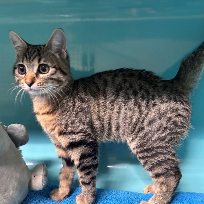 Duman - Chat Européen à adopter