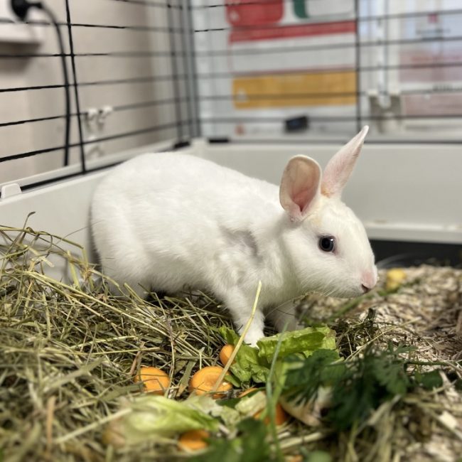 Magui - Rongeur Lapin à adopter