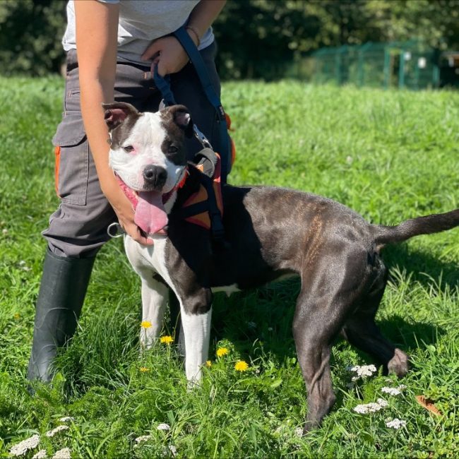 Maryse - Chien à adopter