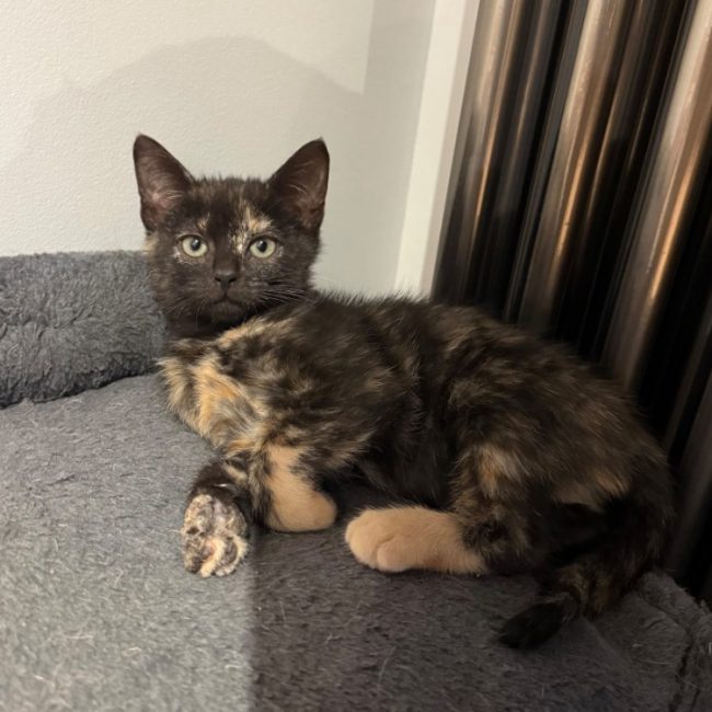 Billie - Chat Européen à adopter
