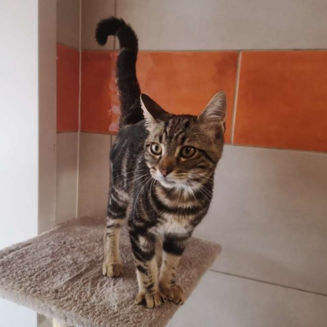 Réservé macan