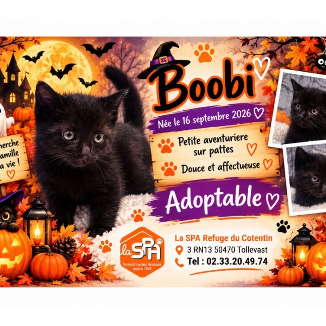 Beryl / boobi - Chat Européen à adopter
