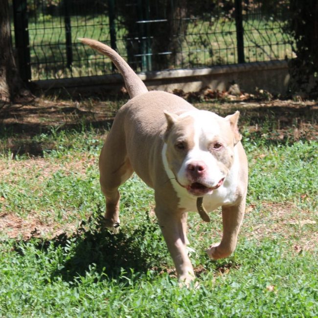 Mina - Chien American Bully à adopter