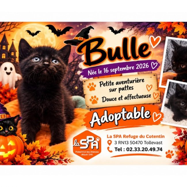Bulle - Chat Européen à adopter