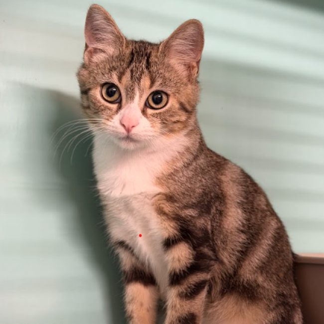 Miaoussini le magnifique - Chat Européen à adopter