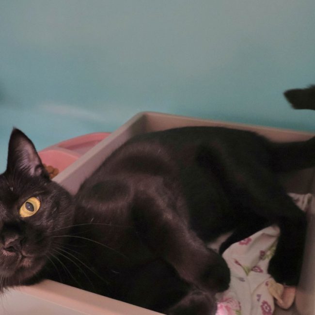 Mystic - Chat Européen à adopter