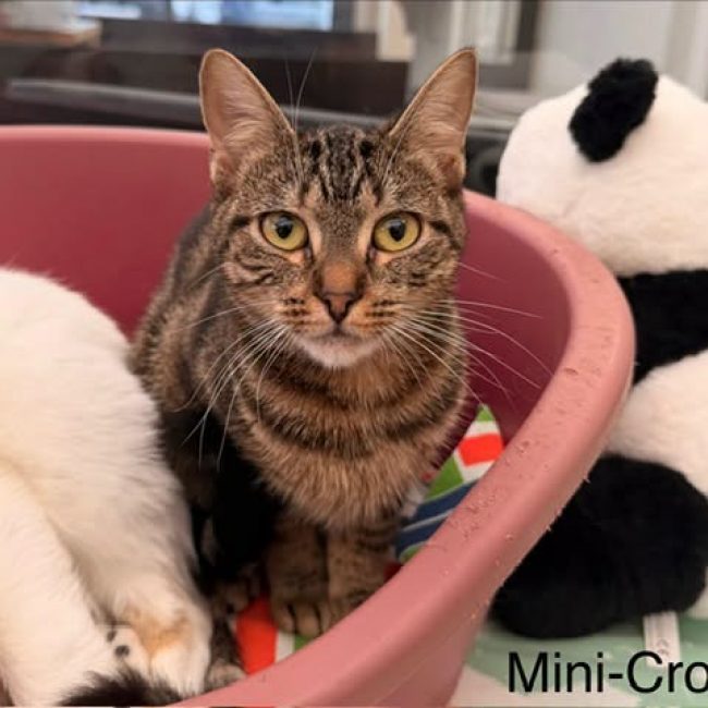 Mini crotte - Chat Européen à adopter