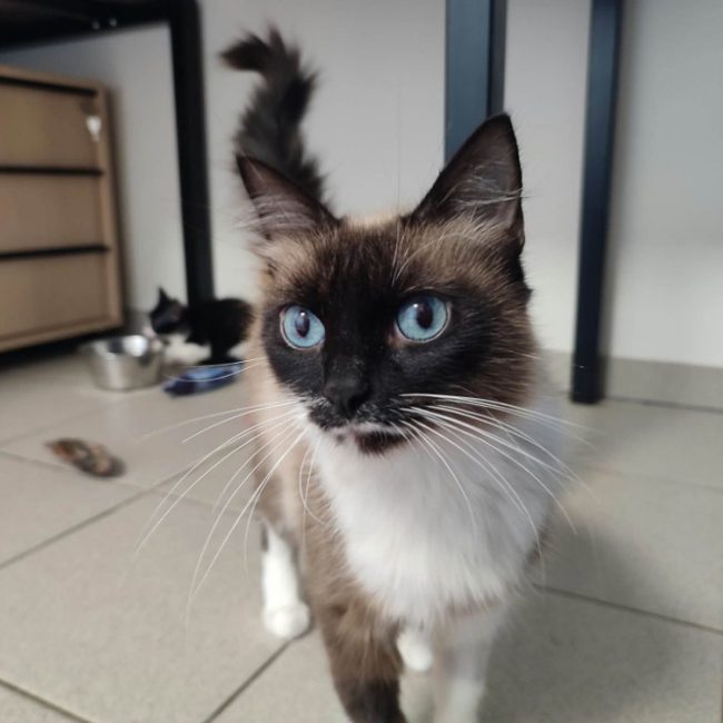 Dacca - Chat Européen à adopter