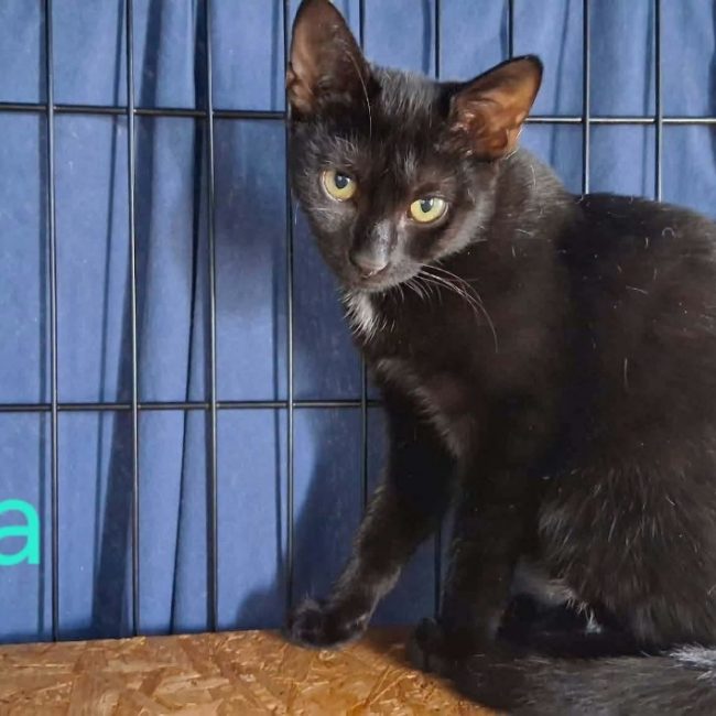 Balia - Chat Européen à adopter